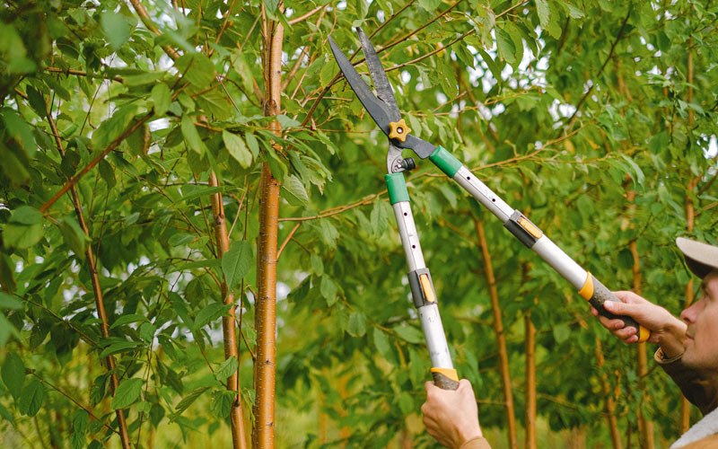 Tree trimming in Olivebridge, NY